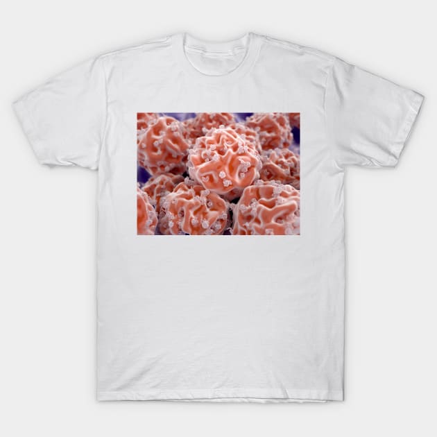 Stem cells, illustration (F013/1490) T-Shirt by SciencePhoto